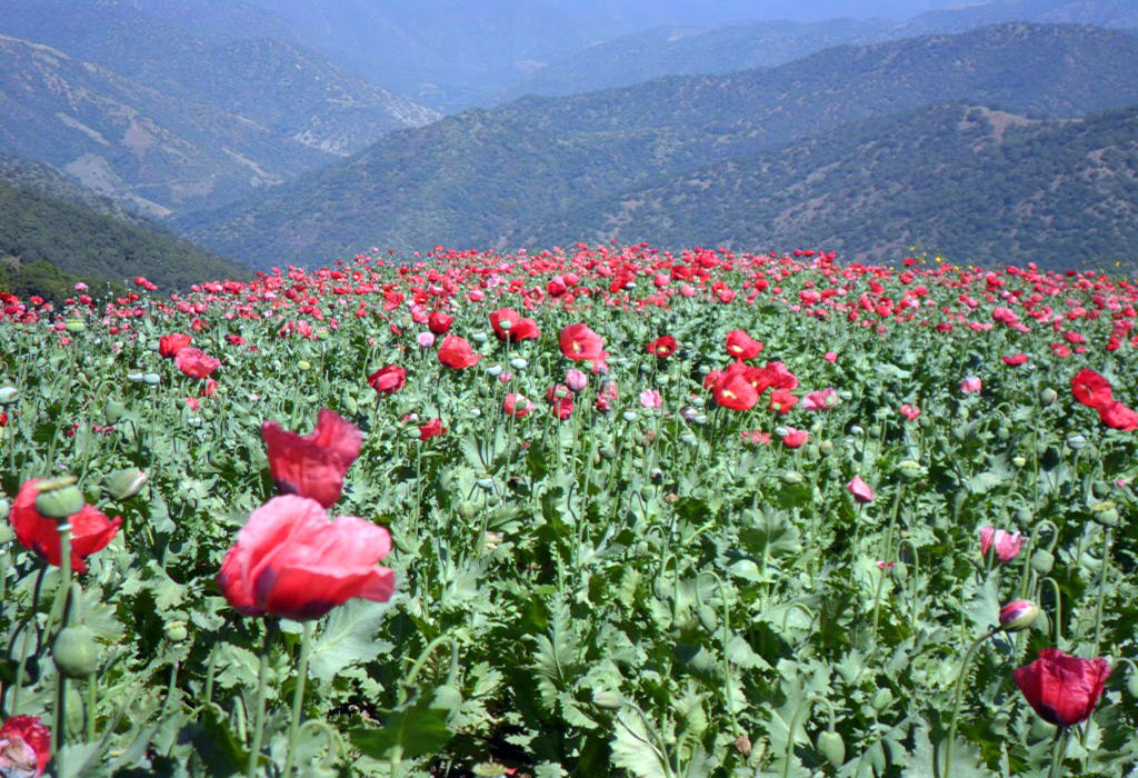 amapola