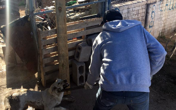 perros