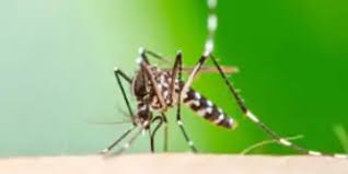 dengue