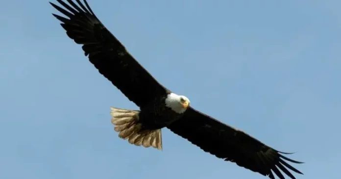 aguila_calva