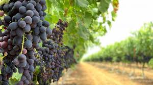 malbec
