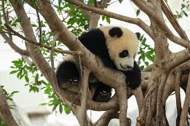 pandas
