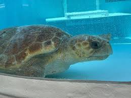 tortu