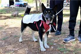 adopcio