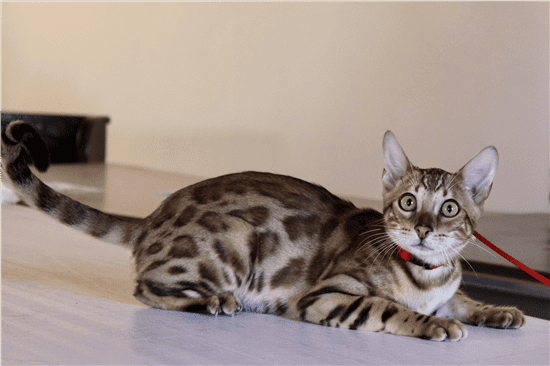 gato