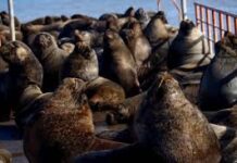 La gripe aviar ataca por primera vez a los elefantes marinos de California