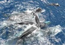 Científicos filmaron el nacimiento de una ballena. La sorpresa: la madre tuvo muchos ayudantes