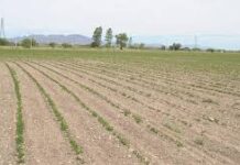 Enfrenta el campo un momento crítico