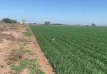 Amenaza producción agrícola falta de horas frío