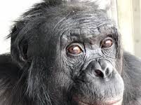 En una ‘fiesta del té’ con científicos, este simio demostró su imaginación