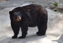 Fortalecen rescate del oso negro mexicano