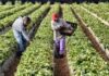 Para paliar la escasez de mano de obra agrícola, la administración Trump recurre a los trabajadores migrantes