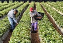 Para paliar la escasez de mano de obra agrícola, la administración Trump recurre a los trabajadores migrantes