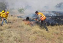 Tres incendios forestales activos en Chihuahua: Conafor