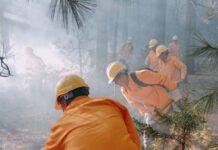 Liquidaron incendios forestales de la Sierra: Conafor