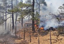 «Brotó» incendio forestal en Balleza; 10 lo combaten