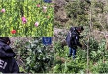 Destruyen plantío con 7,200 plantas de amapolas en Morelos