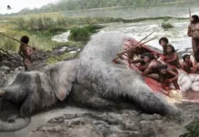 ¿Los neandertales eran capaces de cazar elefantes?