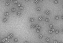 Los virus exploran opciones de evolución genética en tiempo real para adaptarse a ambientes, según un estudio del CSIC