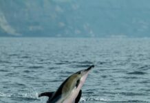 Inteligencia artificial detecta cetáceos en el Estrecho de Gibraltar con alta precisión acústica marina y menos esfuerzo humano