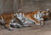 Nacen dos tigres en zoológico de Aldama