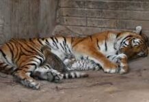 Nacen dos tigres en zoológico de Aldama