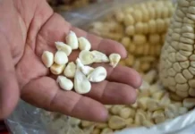 Anticipan caída en granos