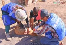 Acuden a 9 colonias para vacunación de mascotas