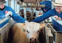 Descartan en corto plazo la apertura de la frontera al ganado