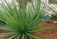 Van por uso de plantas nativas en la ciudad