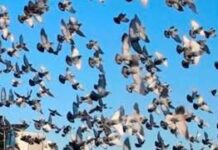 Cubre a Chihuahua épica travesía alada