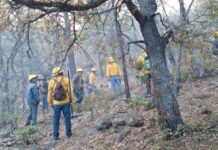 Combaten 11 incendio forestal en Guazapares