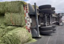 Volcó tráiler cargado de pastura en el Libramiento Oriente