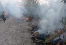 Controlan incendio forestal en Chihuahua; surgen tres en la Sierra