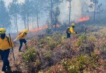 Surgió incendio forestal en Temósachic; 25 lo combaten