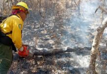 Combaten entre 10 incendio forestal en Urique