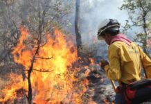 Combaten incendio forestal de cinco hectáreas en Guachochi