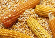 Importó México en enero y febrero cifra récord de maíz