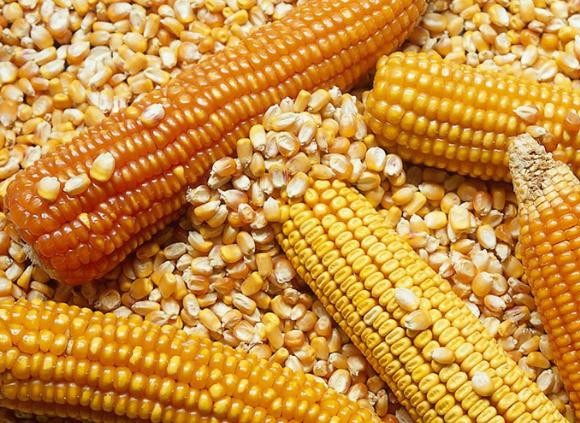 principal_maiz-amarillo22