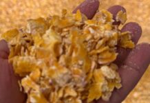 Abre SDR convocatoria de apoyo de maíz a productores de Chihuahua