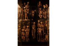 Los museos europeos se enfrentan a los esqueletos (literalmente) en sus armarios