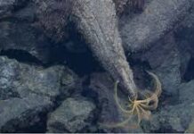 Científicos descubren gigantescos campos de lava en volcán submarino