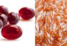 ¿Funciona el Aceite de Krill para adelgazar? Análisis de estudios recientes