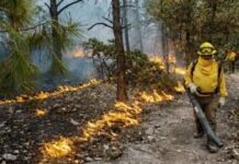 Chihuahua, estado que enfrenta mayores incendios ahora; 3 mil ha