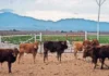 Preocupa gusano barrenador en humanos