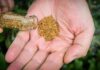 Feromonas como alternativa eficaz, ecológica y barata a los pesticidas