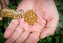 Feromonas como alternativa eficaz, ecológica y barata a los pesticidas