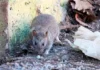 Confirma Venezuela tres fallecidos por hantavirus