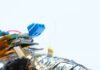 Crean un traje de buceo para cíborgs de cucaracha