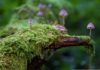 ¿Qué determina cuánta vida puede soportar un ecosistema?